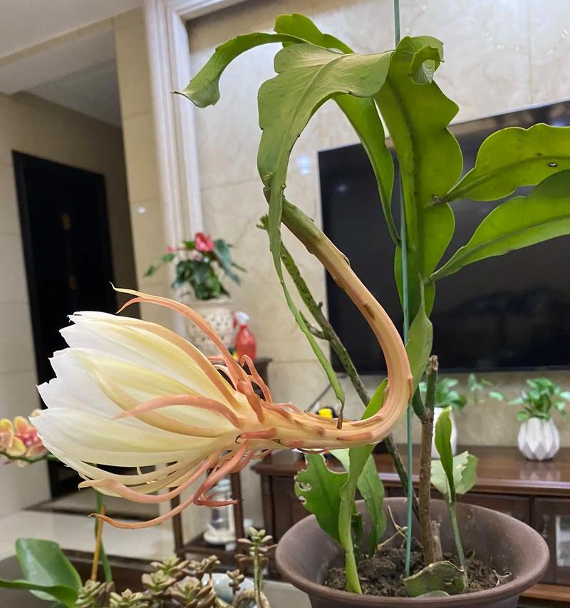 昙花绽放的奇妙之美（一朵在夜晚盛开的神秘花朵）