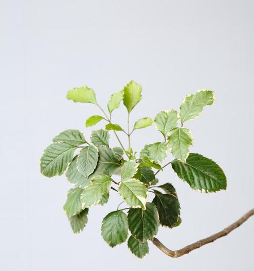 福禄桐花的冬季养护技巧（打造美丽盛开的冬日花海，福禄桐花怎么养？）
