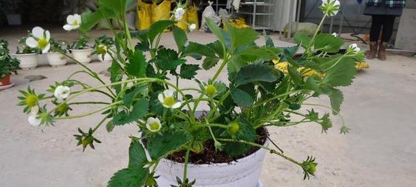 冬季盆栽植物如何过冬（有效的冬季保护和护理技巧）