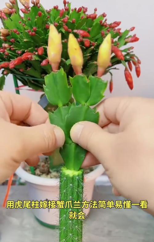 高活率栽培蟹爪兰的技巧（掌握这些关键步骤，让您的蟹爪兰茁壮成长）