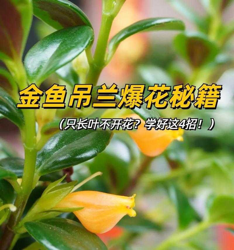 吊兰养护全攻略（精心修剪，打造健康吊兰）