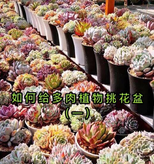 多肉花插杆方法及技巧（以多肉花插杆方式提高繁殖成功率）