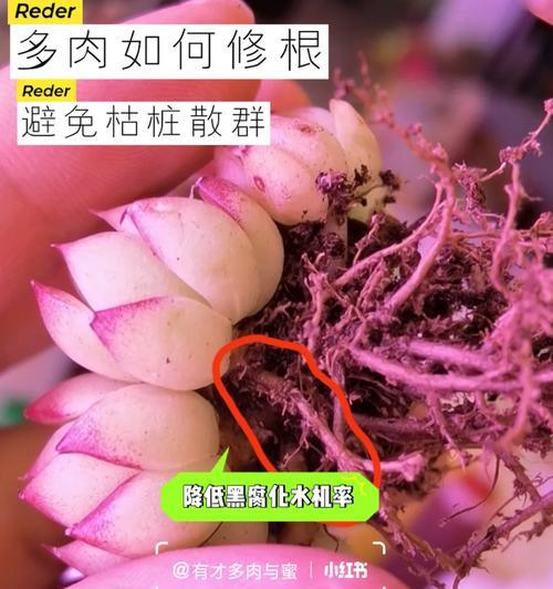 蓝松多肉的修根方法详解（从根的重要性谈起，如何修剪根系、更换土壤以及注意事项）