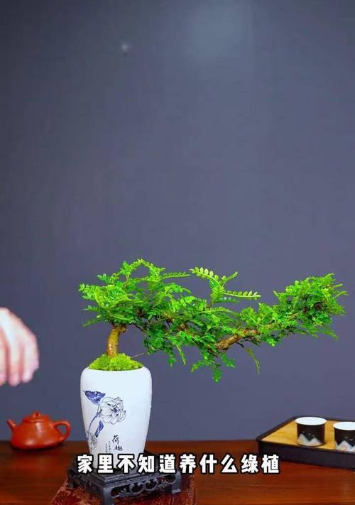 如何正确浇水以保护清香木桩盆景的生长（掌握浇水技巧，让清香木桩盆景持久芬芳）