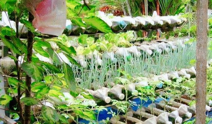 废油处理的绿色利用方法——浇菜（废油处理成浇菜施肥，环保又可持续）