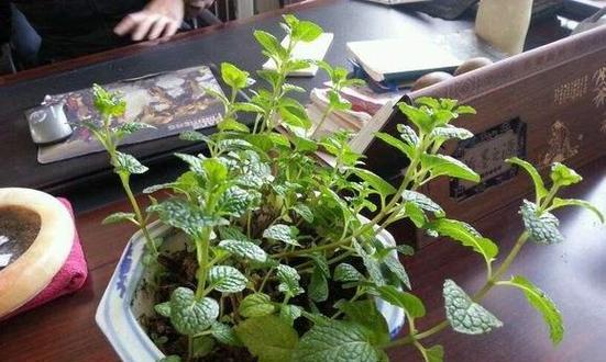 薄荷的生态特性及适生条件（究竟是喜水还是喜旱？）