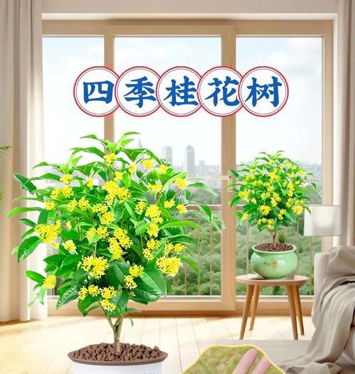 手把手教你恢复四季桂叶的鲜绿（手把手教你恢复四季桂叶的鲜绿）