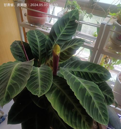 紫背竹芋叶尖干黄的原因及处理方法（保持紫背竹芋健康生长的关键措施）