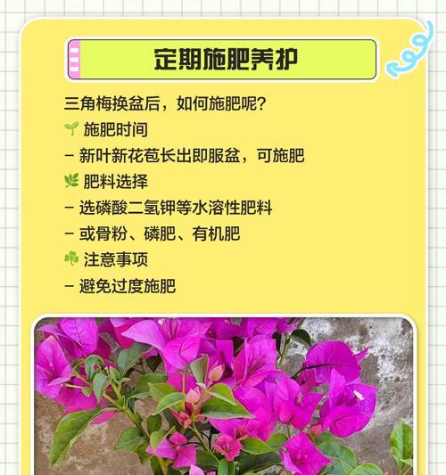 三角梅花掉花的原因和解决方法（保持三角梅花盛开的关键技巧）