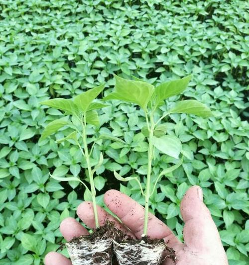辣椒氮肥使用过多导致植株徒长的原因与应对方法（植株徒长的影响及调整栽培管理的重要性）