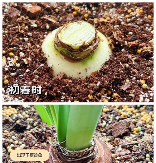 控制朱顶红花期的栽培技术（培育出理想的朱顶红品种，掌控花期如此重要）
