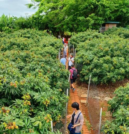 荔枝采摘与收获季节详解（荔枝产期、挑选技巧和保存方法）
