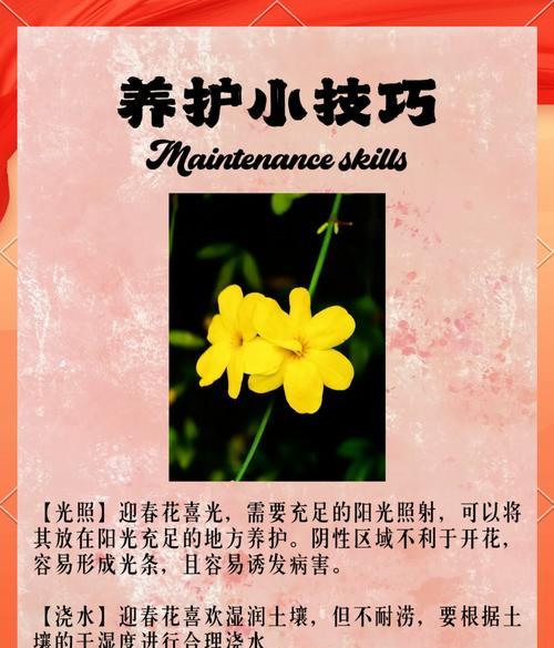 小叶迎春的正确浇水方法（掌握浇水频率与水量，让小叶迎春茁壮成长）