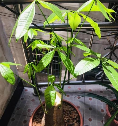 如何应对鸭掌树白色虫害问题（以鸭掌树有白色虫子怎么办为主题的解决方案）