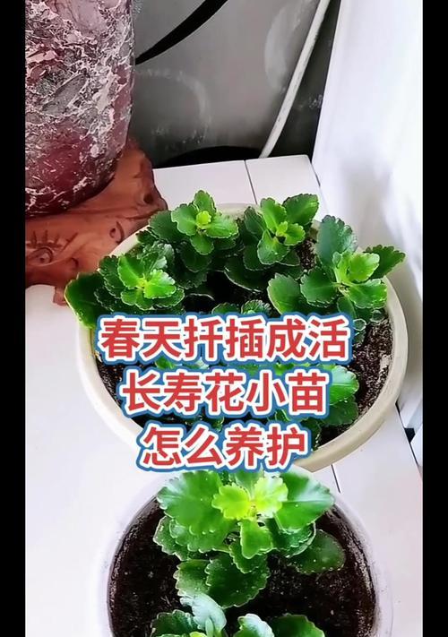 如何养护6月带花苞的长寿花？（细致照顾，让长寿花绽放夏日美丽）