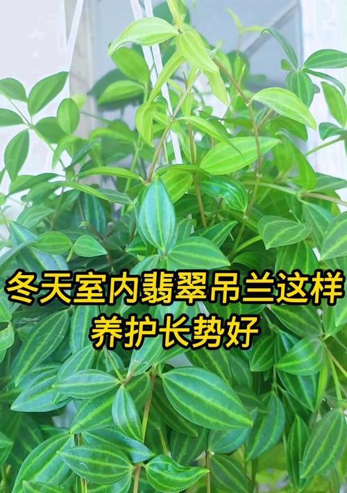 如何在室内养护吊兰，打造清新舒适的居室环境（小技巧助你打造绿意盎然的室内花园）
