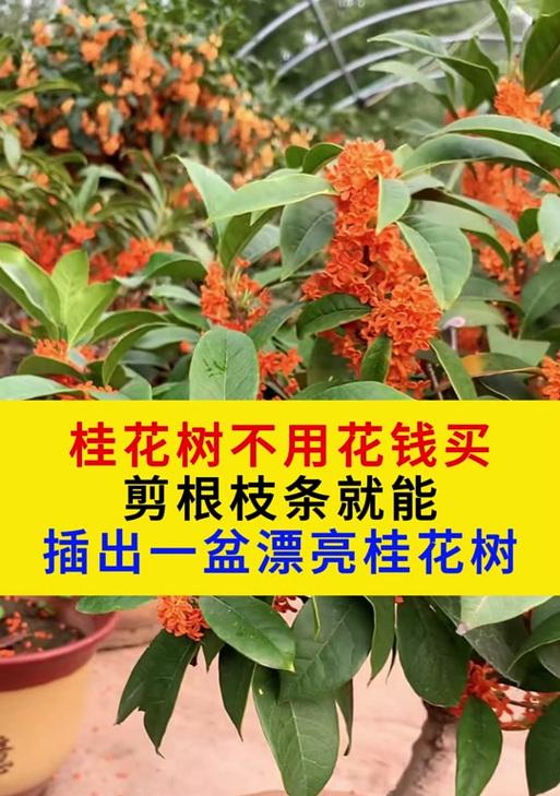 桂花开花时的修剪技巧（精心修剪，让桂花绽放更美丽）