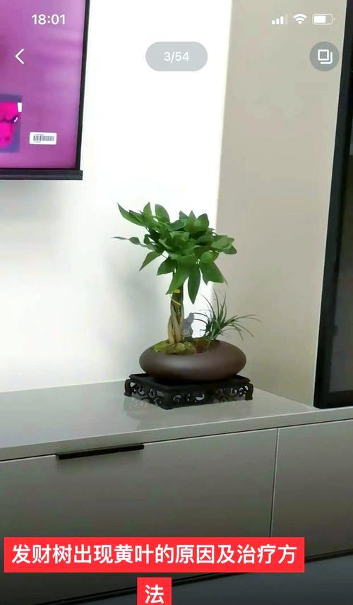 发财树叶子发黄，你的幸运之路还远吗？（探寻发财树叶子发黄的原因与解决方案）