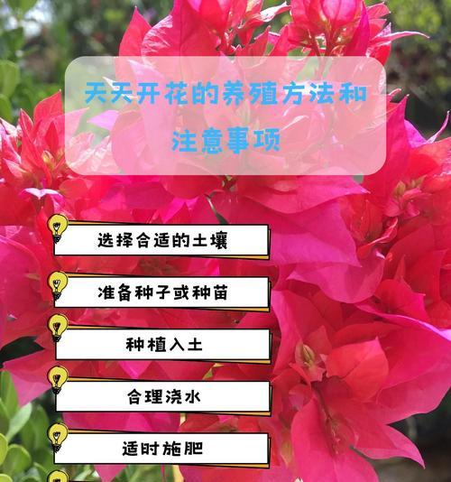 露草开花的养护技巧（打造美丽花坛的秘密武器）