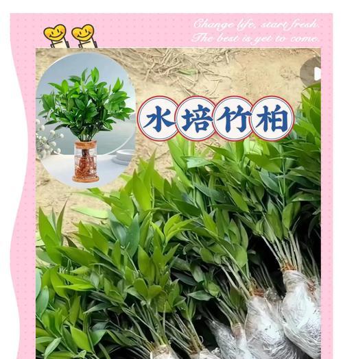 竹柏叶子发黄的原因及处理方法（揭秘竹柏叶子发黄的根本原因，教你科学调理）