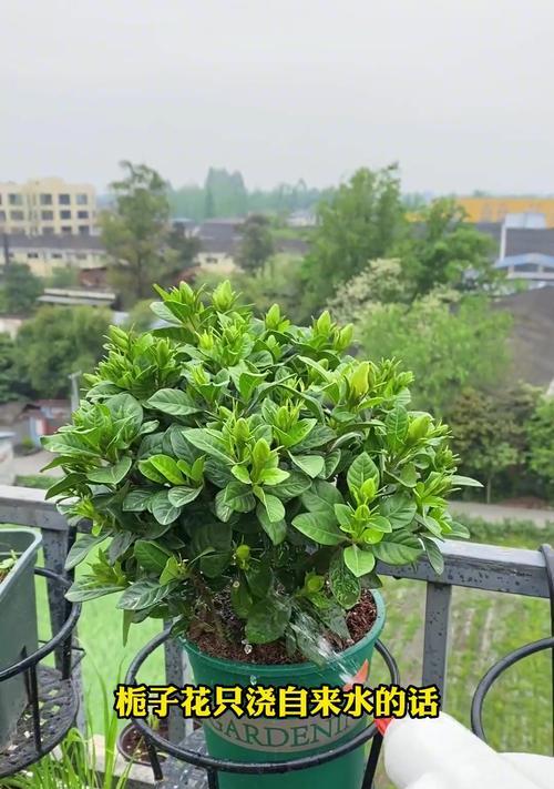 赤子花的养护技巧（打造美丽花园的关键）