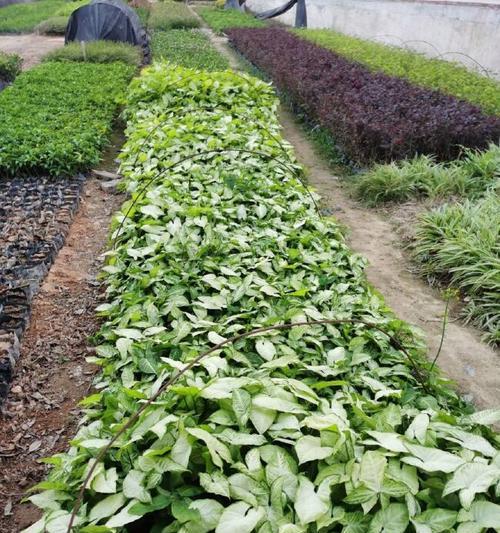 合果芋种植指南（合果芋种植步骤及注意事项）