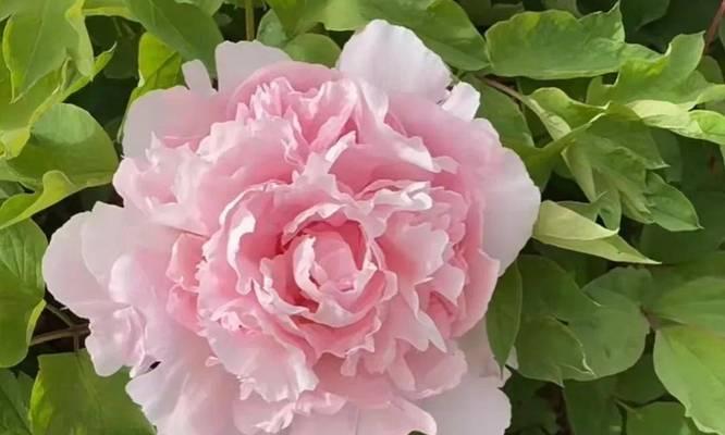 牡丹花品种大全（介绍牡丹花的不同品种，让您更好地了解它们的美丽和特点。）