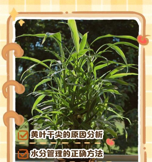 叶枯萎是怎么回事？（叶枯萎的预防和治疗方法）
