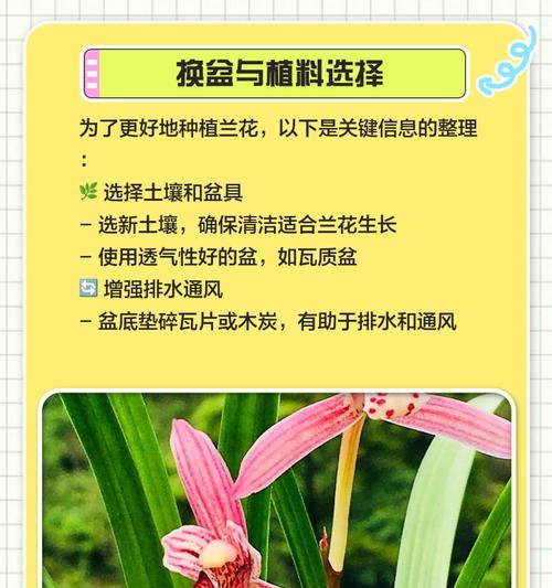 兰花烂根伤口处理方法（如何有效处理兰花烂根伤口，促进恢复健康）