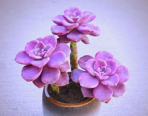 多肉植物的养殖技巧（掌握关键技巧，轻松打造多肉花园）