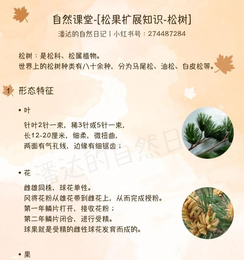 松果的季节与上市时间，了解一下（掌握松果成熟和上市时间的秘密）
