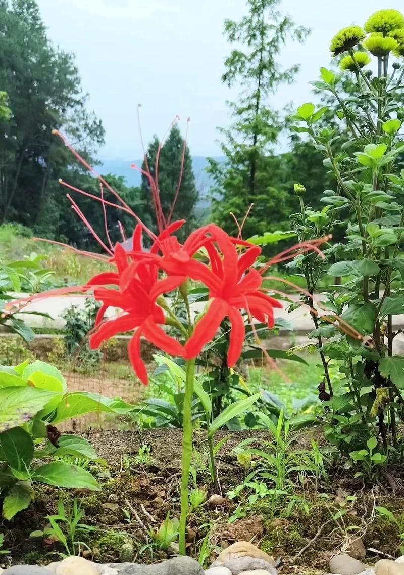 探秘彼岸花的种植技巧（美丽而神秘的彼岸花，如何在家中种植）