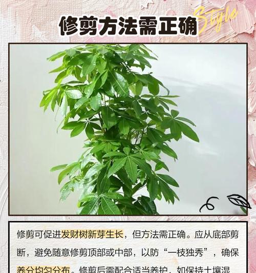如何让发财树长得更高（拧枝法）