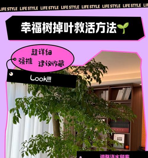 幸福树叶子发卷的解决方法（如何处理幸福树换土后叶子发卷问题）