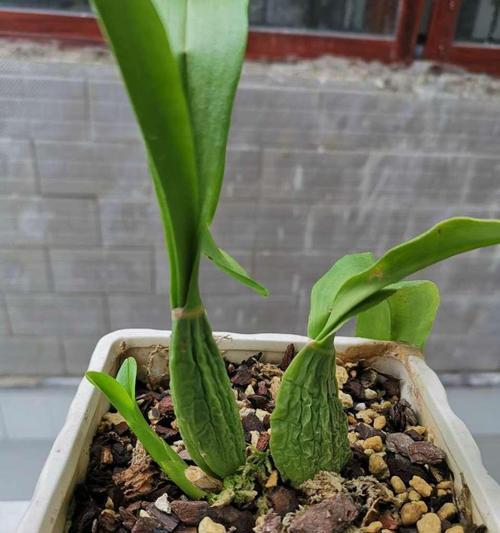 跳舞兰的分株技巧与方法（掌握关键步骤，成功繁殖跳舞兰）