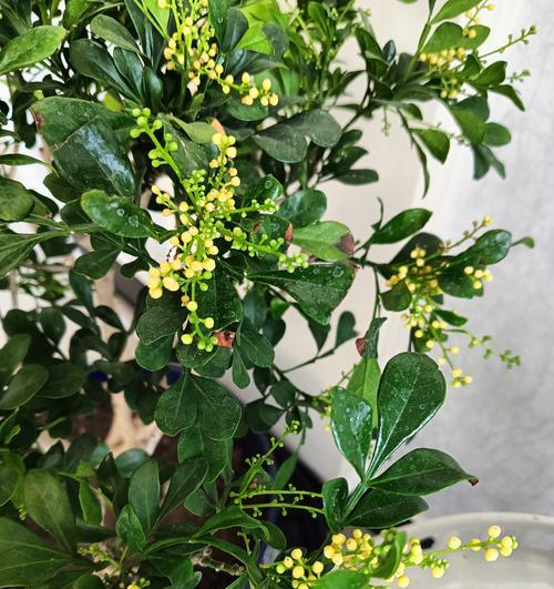 如何正确养护米兰花,让其盛开如春(米兰花养护技巧及注意事项)