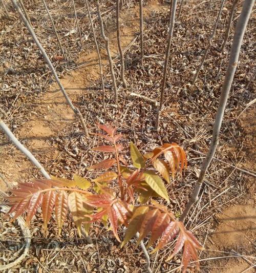 香椿树苗的种植与养护技巧（打造美丽庭院的关键—香椿树苗种植指南）