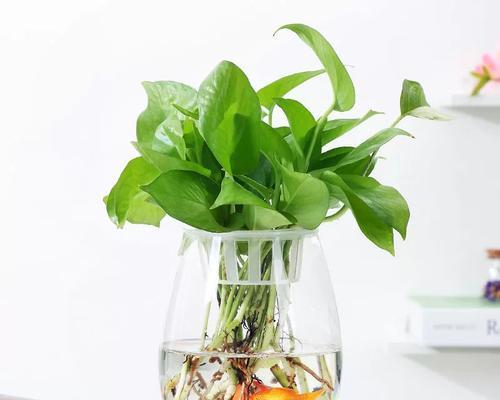 水培植物固定技巧(创新方法使水培植物更稳定)