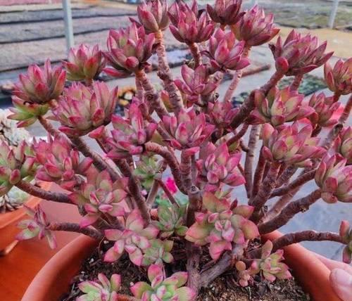 多肉植物生长全攻略（种植、繁殖和养护一网打尽）