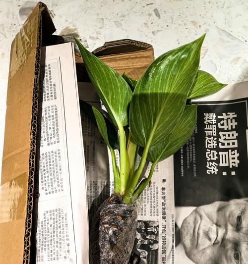 绿萝水培养护之营养液配制全攻略（学会如何为绿萝水培配制适宜的营养液，帮助它健康成长）