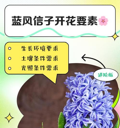 风信子花开后如何再开花(探究风信子花再开的方法及注意事项)