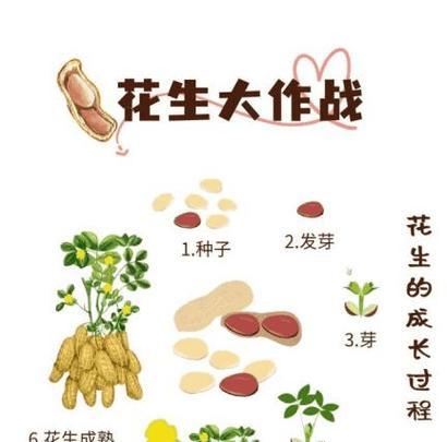 如何成功培育报春花种子（掌握关键步骤，让报春花盛开如春）