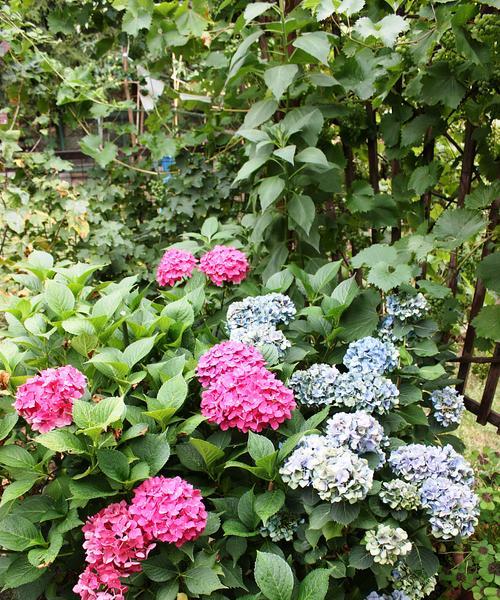 冬天如何管理以秀球花？（打造花园中的冬季美景）