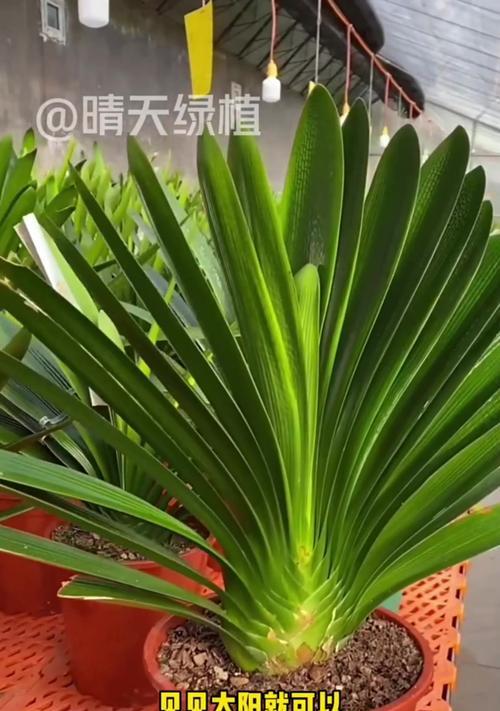 君子兰不长叶子怎么办（手把手教你拯救君子兰，让其重焕生机）