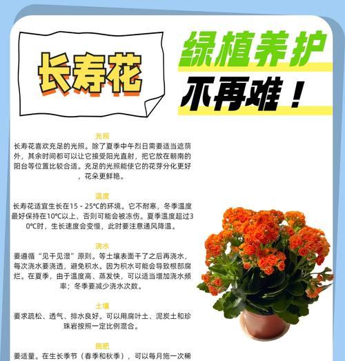 如何正确养护宫灯长寿花秋季，延年益寿（宫灯长寿花秋季养护的关键要点及技巧）
