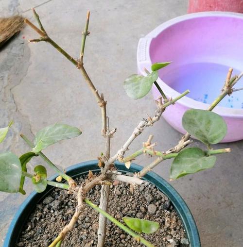 探究茉莉花老不长的原因（茉莉花生长受限，困惑花友多年）