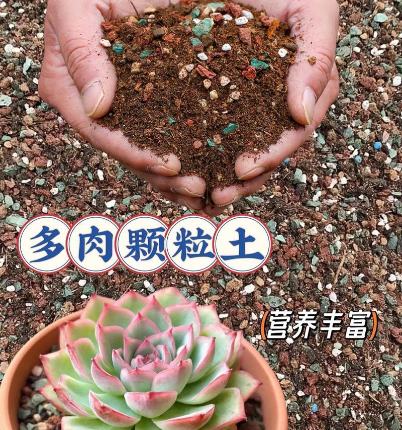 多肉爱好者必知（了解多肉适合的土壤，让你的多肉健康生长！）