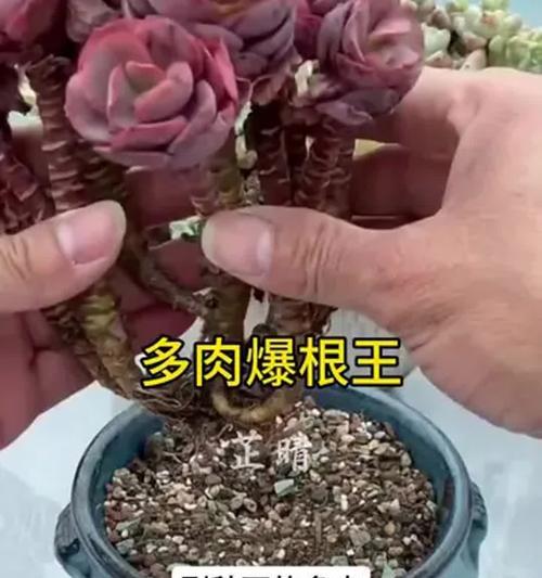 如何正确浇水多肉新栽？（掌握浇水时间、频率和方式，让多肉健康成长）