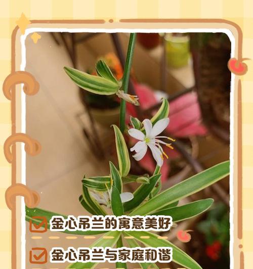 金心吊兰的养护技巧（打造健康繁茂的金心吊兰盆栽）