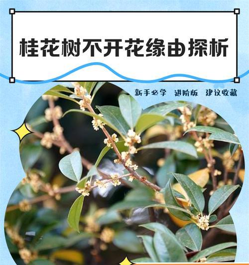 桂花的叶子为何突然耷拉了？（探究桂花叶子耷拉的原因及处理方法）